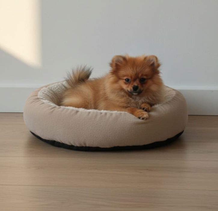 Malenki Pomeranian XS