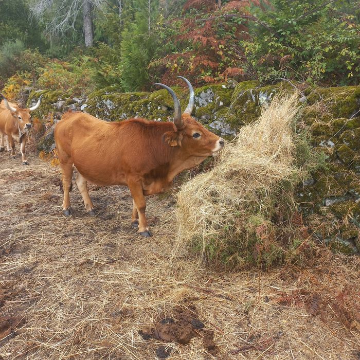 Vendo vacas cachenas