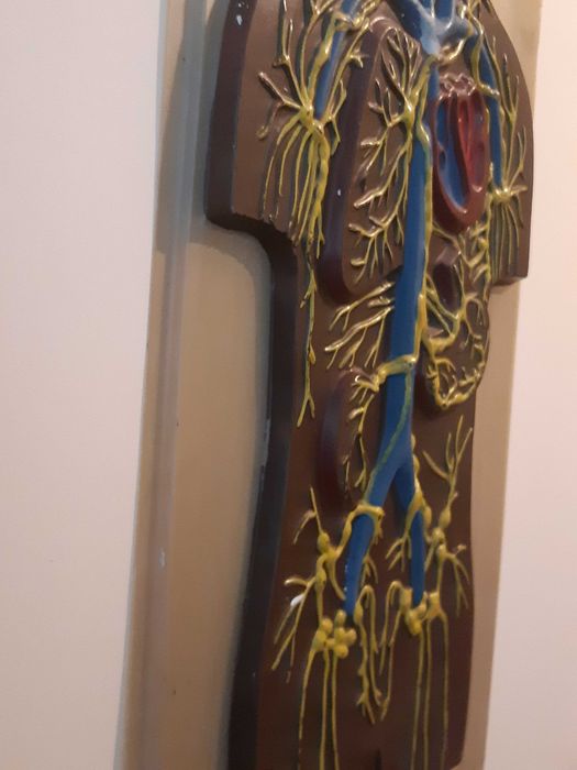 Навчальна та наглядна біологія з листового пластику. Барельєф 2.СРСР.