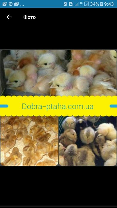 Испанка Голошейка, мастер, ред бро - суточные цыплята