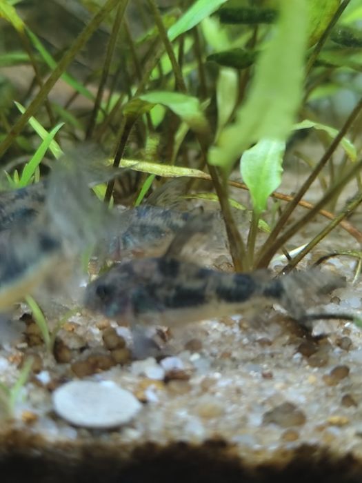 Coridoras nascidas em aquário de guppys