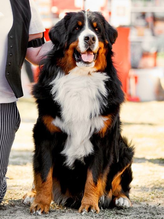 Племінний кобель бернського зенненхунда.