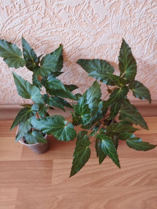 бегония махровая,ампельная