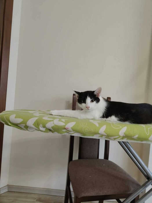 Słodziak Oreo szuka człowieka do kochania i spania w łóżku