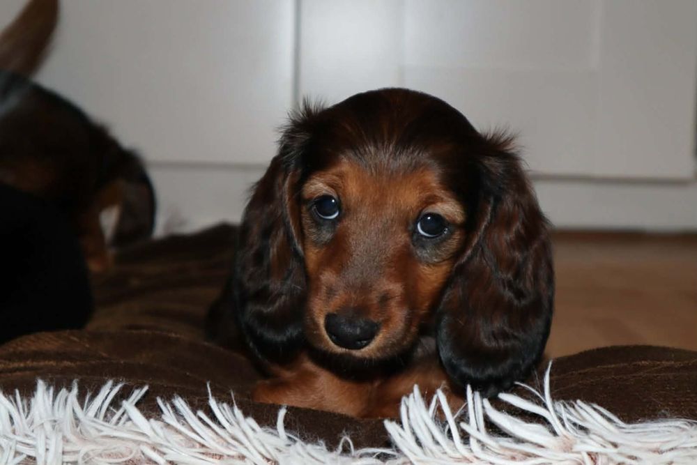 Jamnik długowłosy miniaturowy przesliczna ruda suczka.