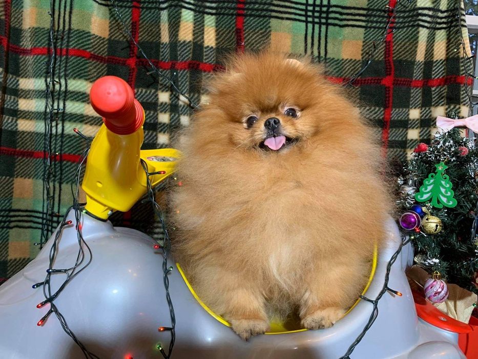 Вязка. Померанский шпиц baby face