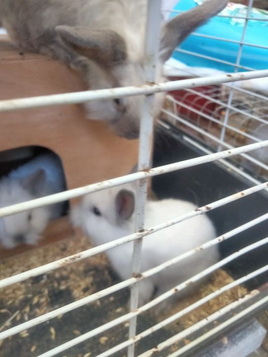 Продам кролів декоративні.