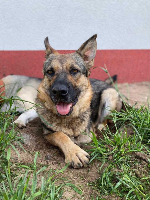 Alinka - niezłomna trójłapka w typie owczarka niemieckiego szuka domu!