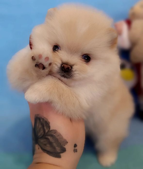 Цуценята померанський шпіц