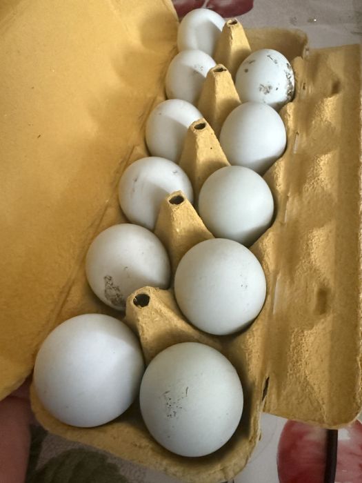 Ovos galados disponiveis