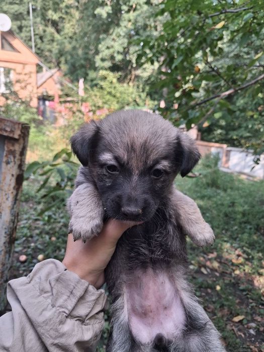 Віддам в добрі руки