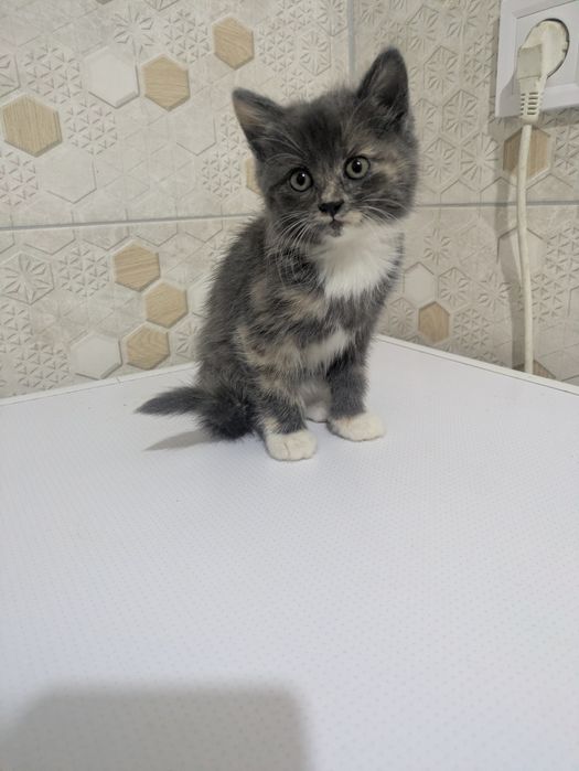 віддам котят у добрі руки