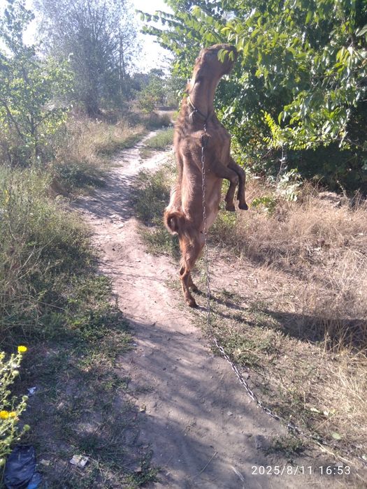 Козёл ждёт коз для совместного времяпрепровождения