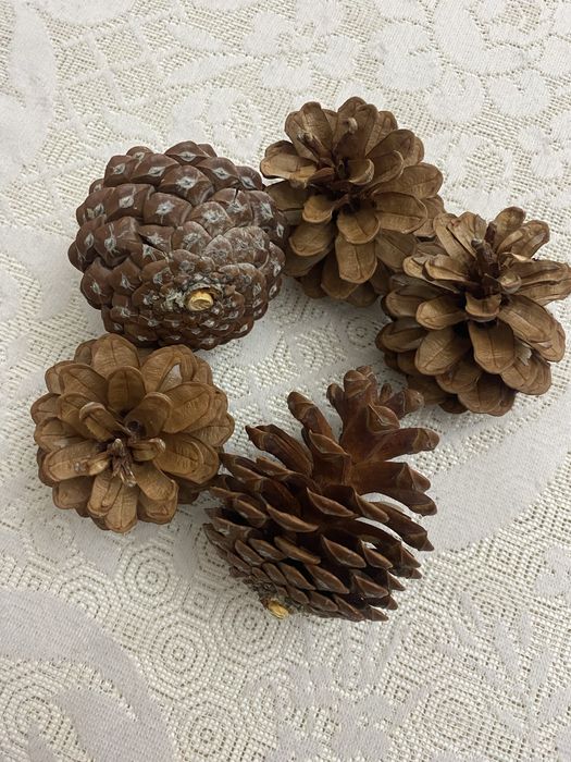 Pinhas verdadeiras mini