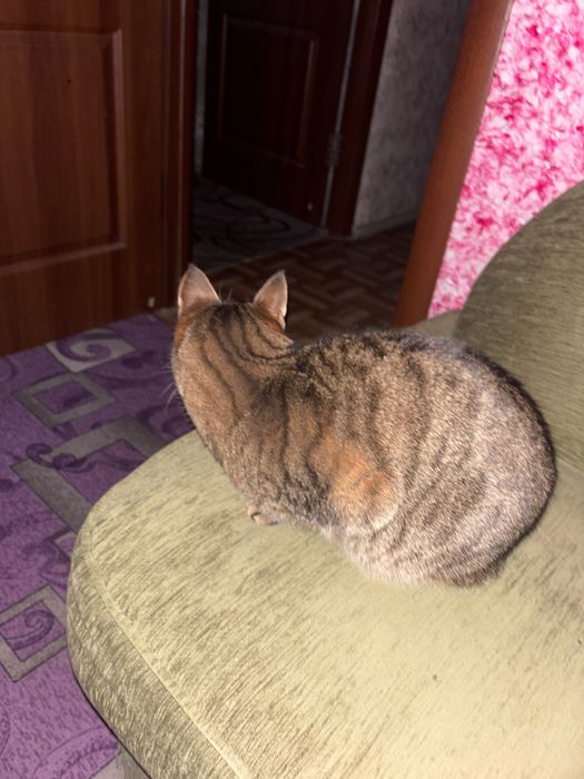 Отдам кошку даром