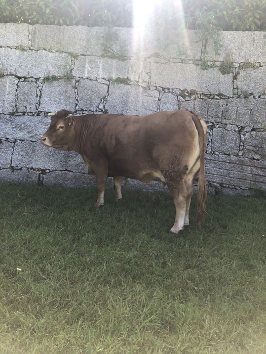 Vendo duas vacas minhotas puras