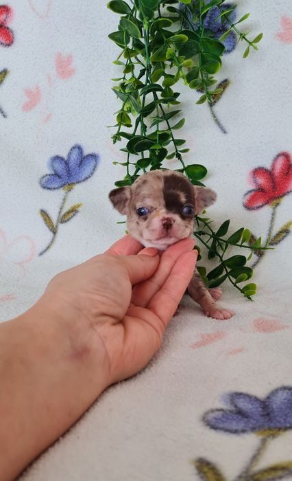 Excecional minimini menina Chihuahua/Chiuaua de Qualidad,LinhagemRussa