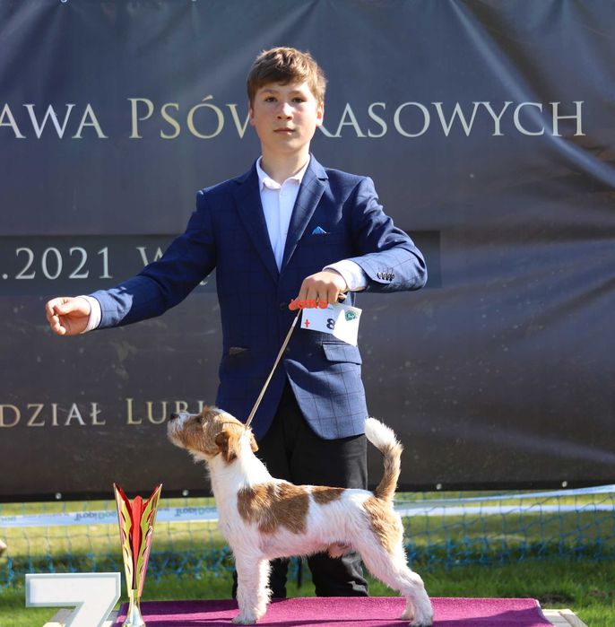 Jack Russell Terrier ZKwP FCI po Championie