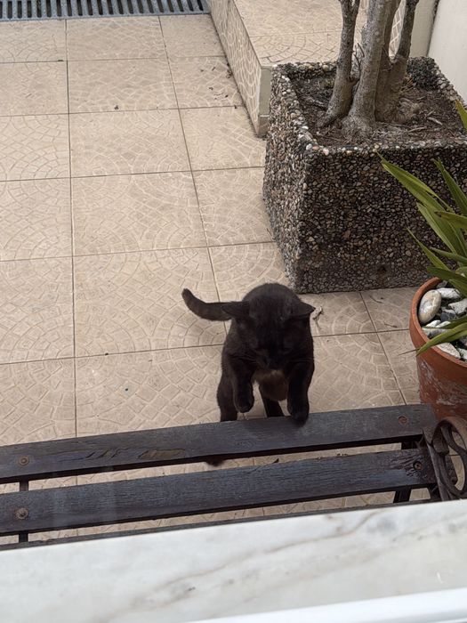 Gato/Gatinho Abandonado
