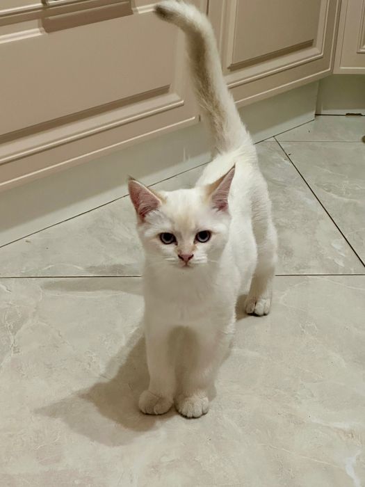 Шотландські котики