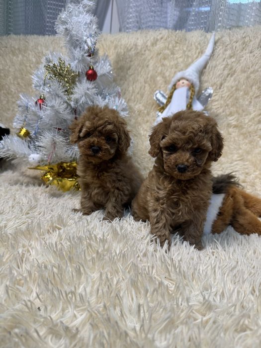 Чистокровные. Той Пудель