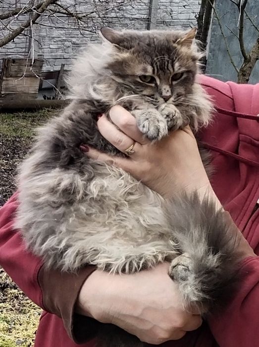 Котик 7-8 месяцев, пушистый, ласковый, мурчащий . В хорошие,добрые  ру