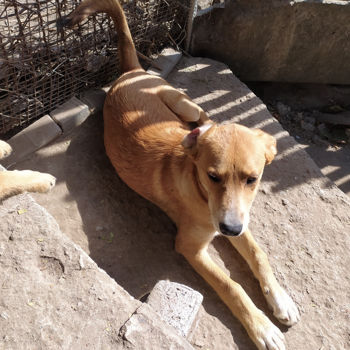 Щенки в хорошие руки!