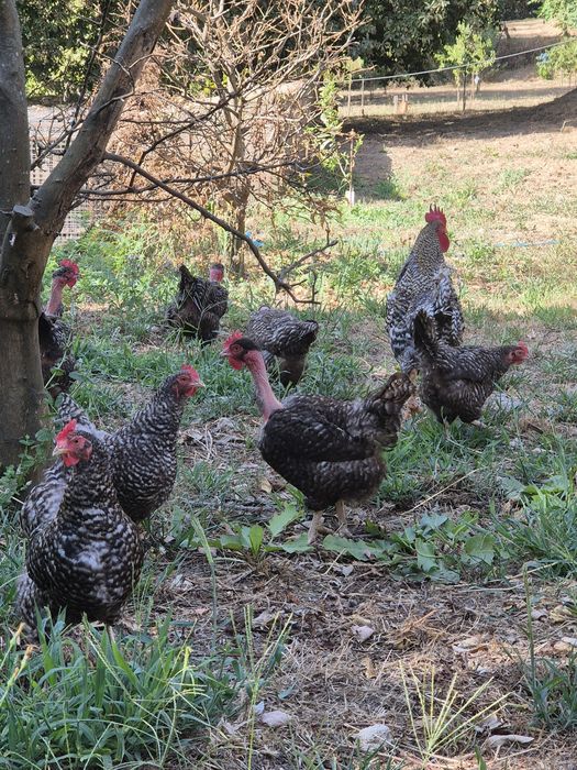 Frango do campo criado ao ar livre