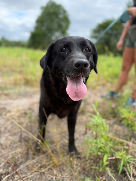 BUNIA – labradorka, która kocha ludzi, psy i kąpiele w basenie