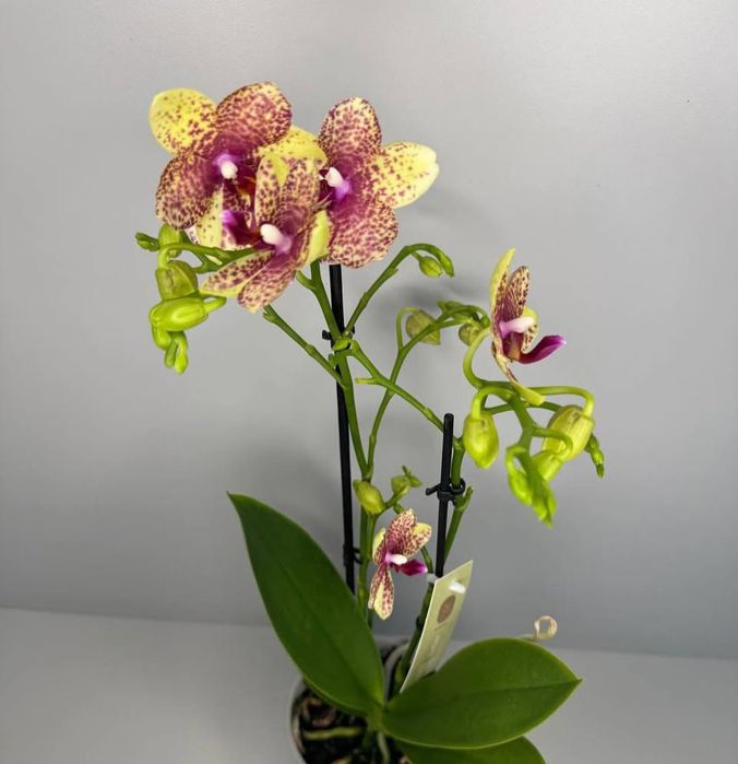 Продам 2 дітки орхідеї Гросетто