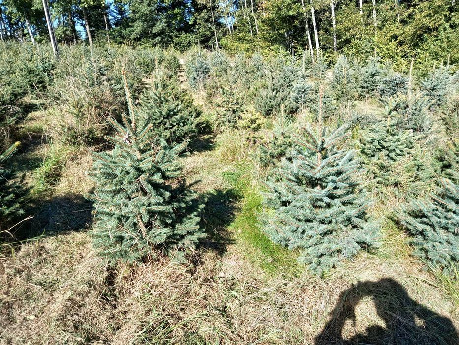 Tuja szmaragd, brabant do 250cm, SADZIMY,Świerk srebrny,serbski,,jodla