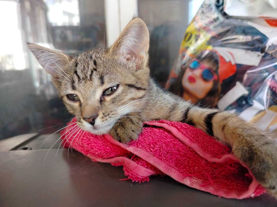 Отдам котят в хорошие руки