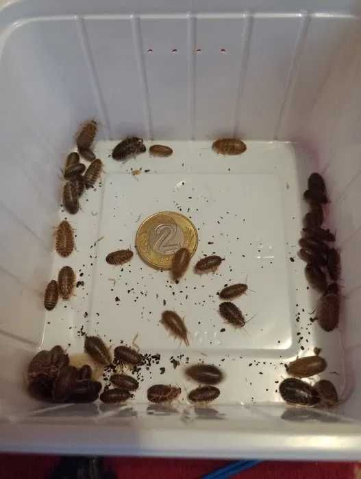 WYSYŁKA Karaczan argentyński dubia żywy pokarm