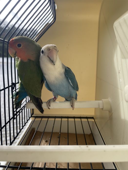 Casais agapornis longfeathear