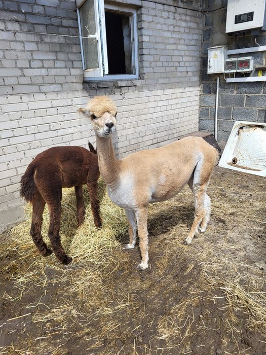 Samica huacaya alpaka