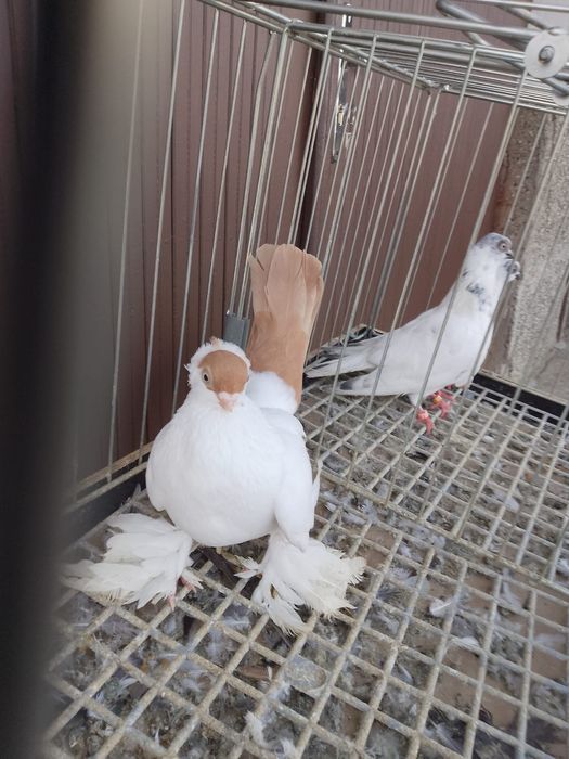 Krynka żółta samica 150 zł