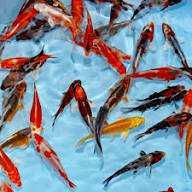 Carpa Koi Sortida 12/15cm