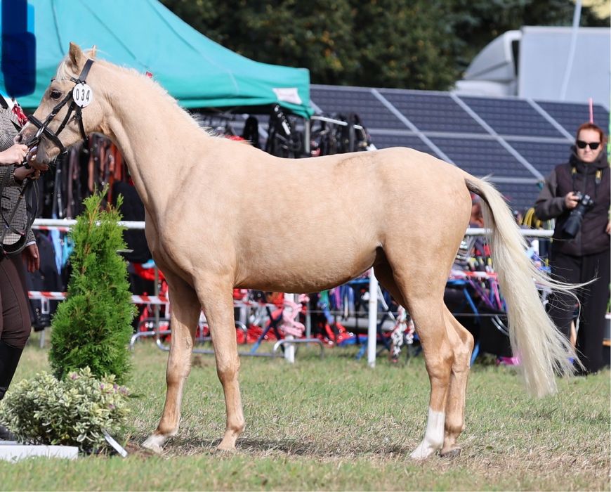 Kuc walijski, 4 latek, welshpony