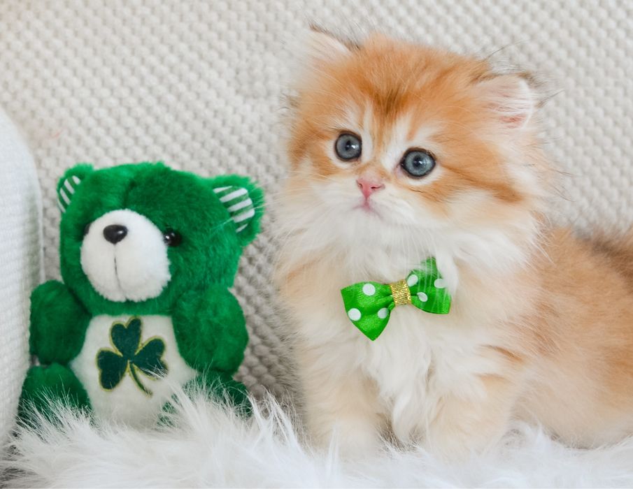 Бомбезний британський котик