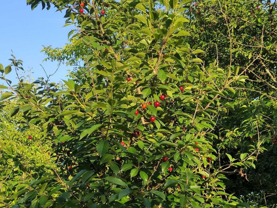 Продається дачна ділянка з фундаментом в гарній локації в Братківцях