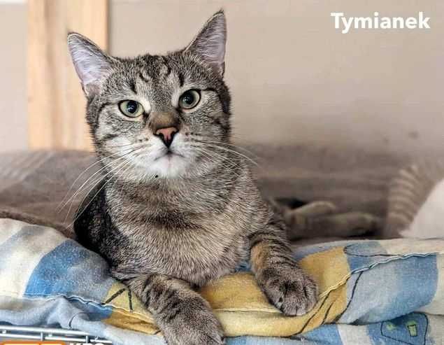 Tymianek poleca się do adopcji !