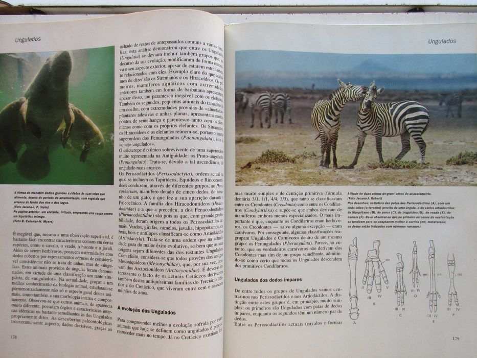 Os Animais - - - - - - - - Enciclopédia