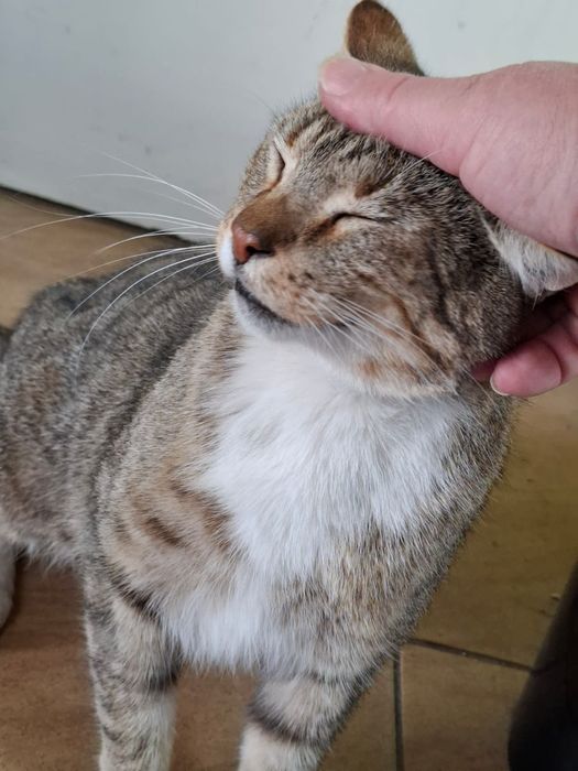 Dorosły wykastrowany i miziasty kocurek szuka domu niewychodzącego