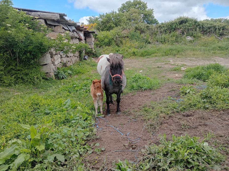 Ponei femea e cria macho