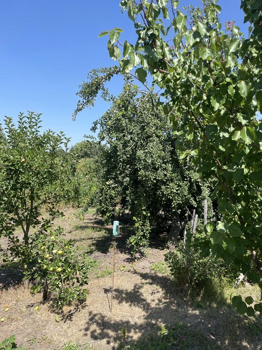 Продаю будинок в селі Будище