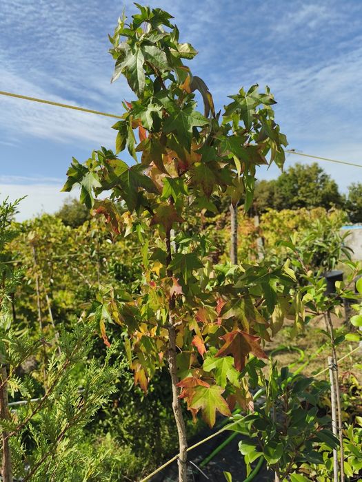 Liquidambar Styraciflua