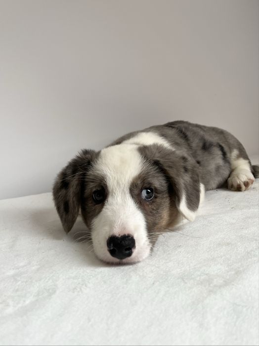Welsh Corgi Cardigan - sunia blue merle