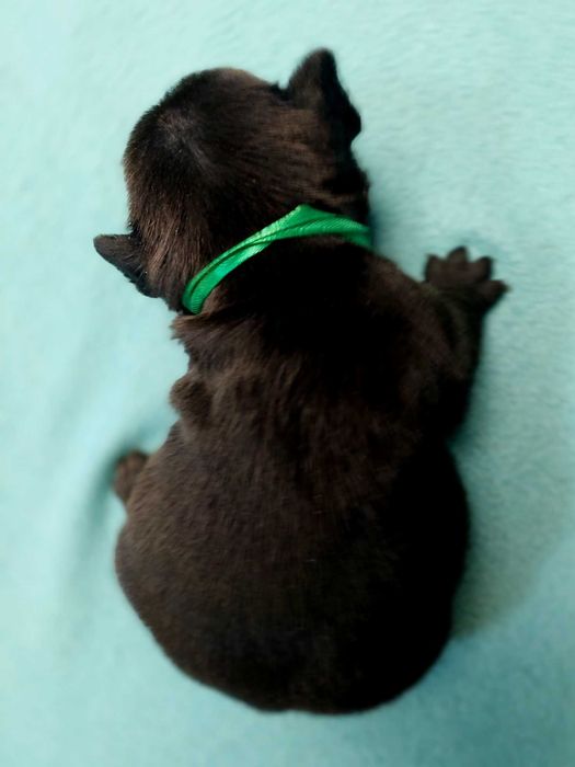 Buldog francuski piesek Master z rodowodem ZKwP/FCI