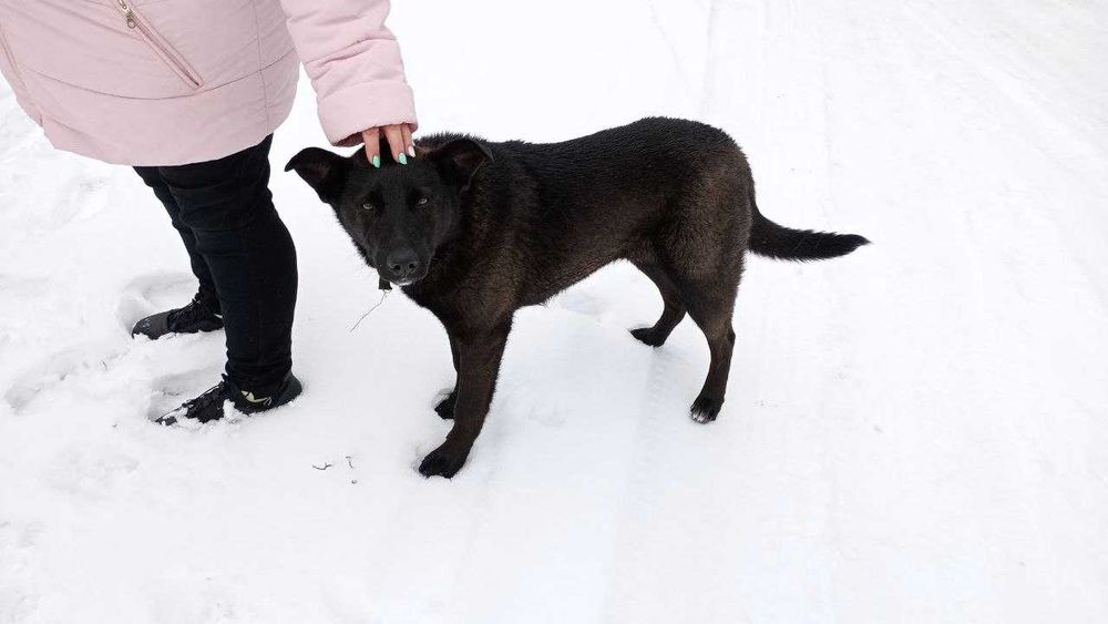 Помічена собака, дівчинка, Бровари, біля зупинки "Автошкола"