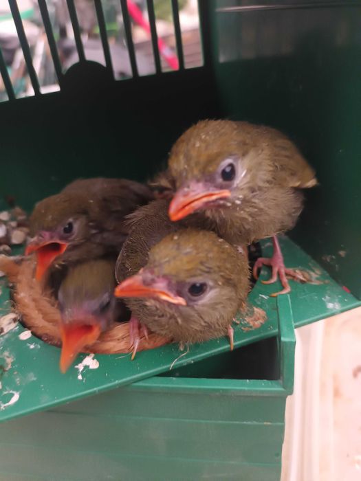 Casais de rouxinois do japão anilhados   2025/2026 outras aves